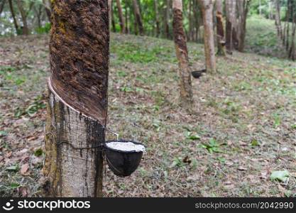 Rubber plantations with rubber latex in bowl extracted from rubber tree plantation agriculture of asian for natural latex