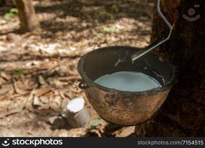 Rubber tree and plastic bowl filled with latex in rubber plantation