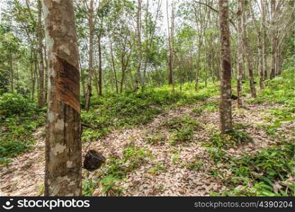 Rubber tree garden grow on hill in southern of Thailand