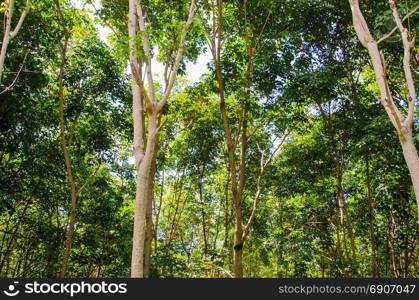 rubber tree garden in thailand.Rubber processing products to a rubber pillow.