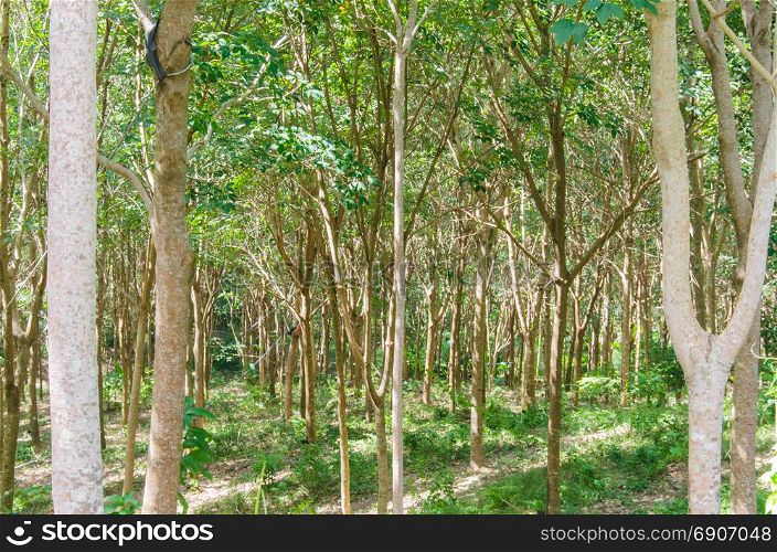 rubber tree garden in thailand.Rubber processing products to a rubber pillow.