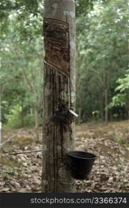 Rubber tree (Hevea brasiliensis)