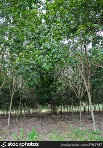 Rubber tree plantation in Thailand