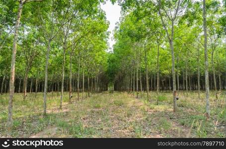 Rubber tree plantation in Thailand