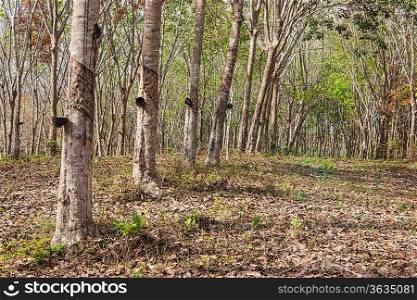 Rubber tree plantation on the island of Phuket, Thailand