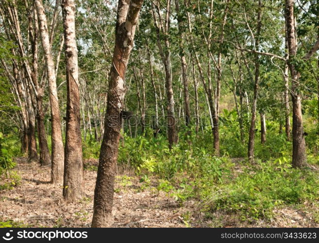 rubber tree plantation with collecting bowls in thailand