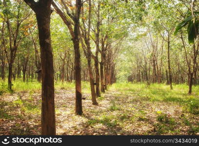 rubber tree plantation with collecting bowls in thailand