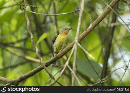 Ruby-cheeked Sunbird Female, Chalcoparia singalensis, Dehing, Patkai, WLS, Assam, India