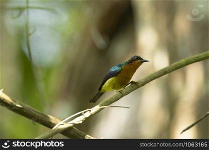 Ruby-cheeked Sunbird Male, Chalcoparia singalensis, Dehing, Patkai, WLS, Assam, India