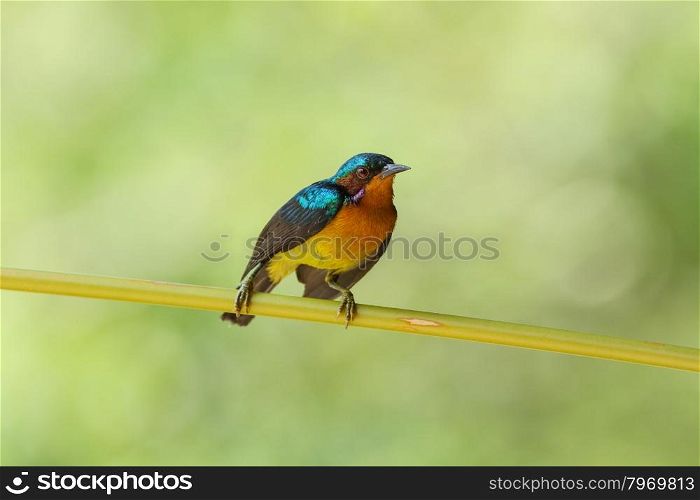 Ruby-cheeked Sunbird perching on a branch