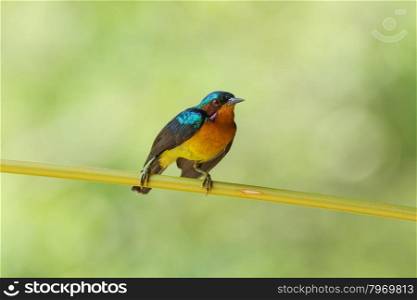 Ruby-cheeked Sunbird perching on a branch