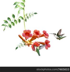 ruby throated hummingbirds feed on nectar from a trumpet vine on white background