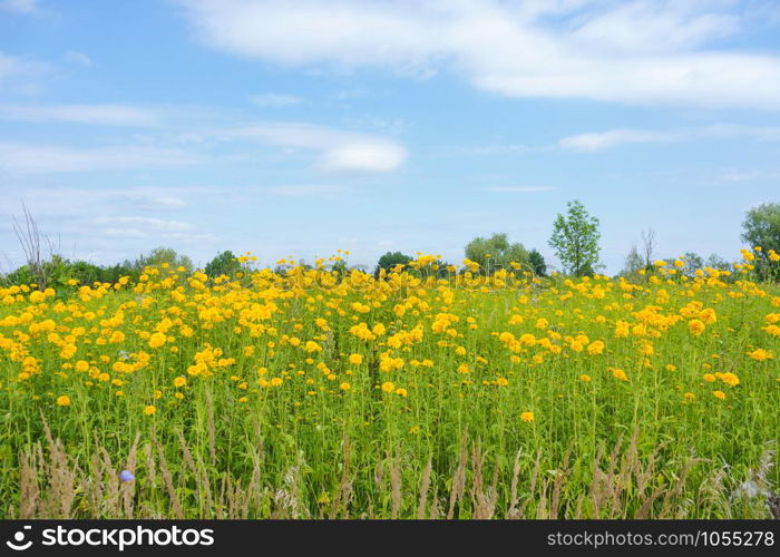 Rudbeckia laciniata in the field, yellow tall flowers in the meadow. yellow tall flowers in the meadow, Rudbeckia laciniata in the field