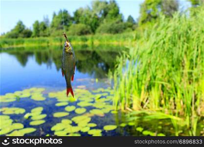rudd caught on the hook. fish caught on the hook on the background of beautiful pond