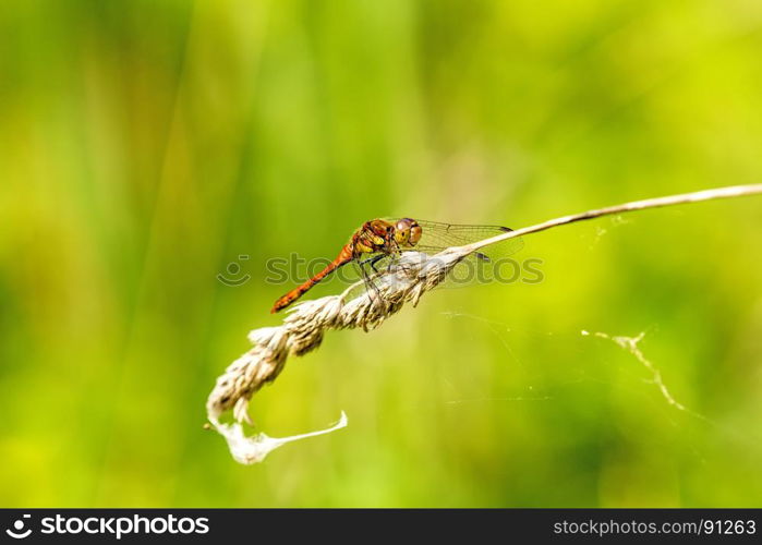 Ruddy darter, male sitting on a grass