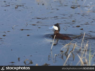 Ruddy Duck in Pond in Saskatchewan Canada