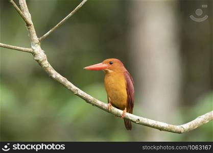 Ruddy kingfisher, Halcyon coromanda, Dehing, Patkai, WLS, Assam, India