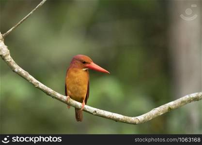 Ruddy kingfisher, Halcyon coromanda, Dehing, Patkai, WLS, Assam, India