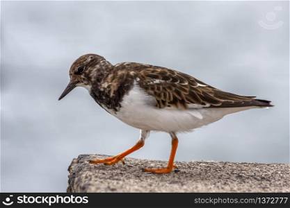 Ruddy Turnstone (Arenaria interpres) seabird perched on a wall in Funchal Madeira