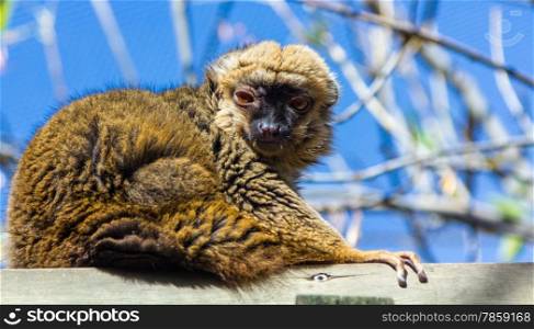 Rufo red lemur (Varecia variegata rubra)
