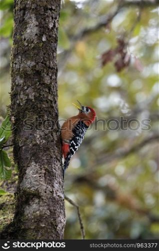 Rufous bellied woodpecker, Dendrocopos hyperythrus, Kedarnath Wildlife sanctuary, Chopta, Uttarakhand, India