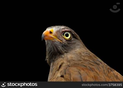 Rufous-winged Buzzard (Butastur liventer), face profile