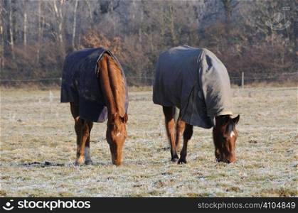 Rugged horses in a field on a frosty morning