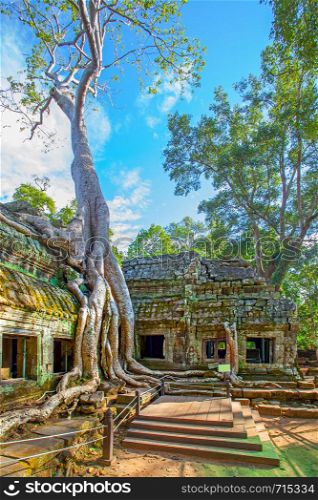 Ruins of Ta Prohm temple twined around by giant roots in the Angkor Wat in Cambodia