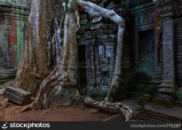 Ruins of Ta Prohm temple twined around by giant roots in the Angkor Wat, Cambodia