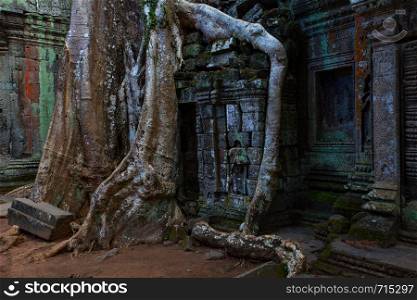 Ruins of Ta Prohm temple twined around by giant roots in the Angkor Wat, Cambodia