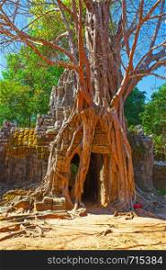 Ruins twined around by giant tree in the Angkor Wat, Cambodia