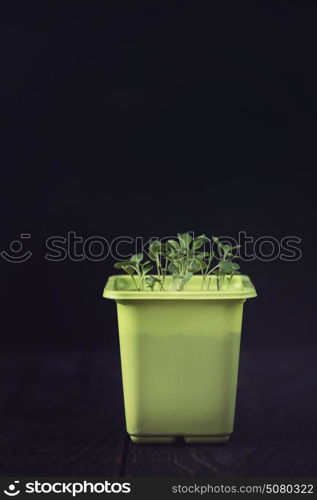 Rukkola growing in a pot. Rukkola growing in a yellow pot