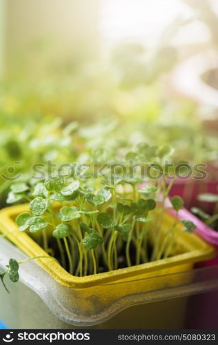 Rukkola growing in a pot. Rukkola growing in a yellow pot