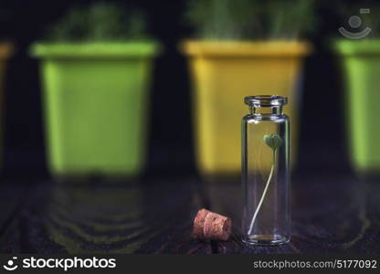 Rukkola plant in a test-tube. Rukkola plant in a test-tube, plant cultivation. Biotechnology of the future