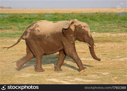 Running African elephant (Loxodonta africana), Amboseli National Park, Kenya