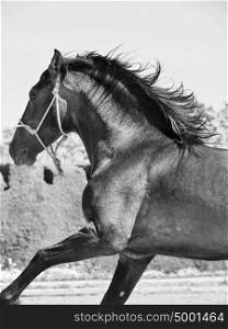 Running Andalusian stallion