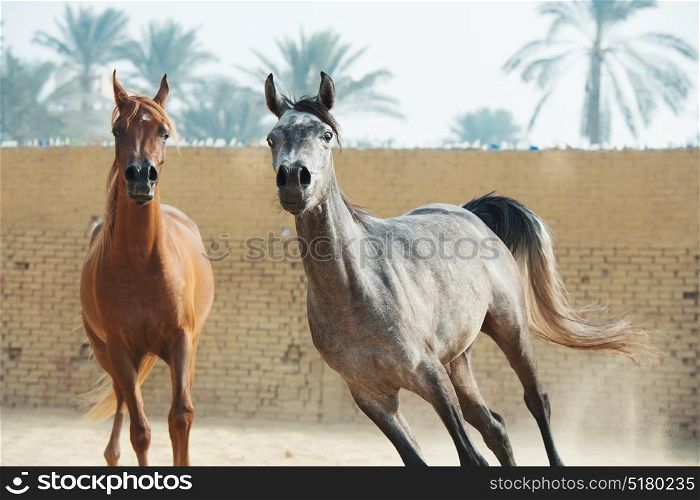 running arabian horses in the paddock
