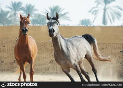 running arabian horses in the paddock