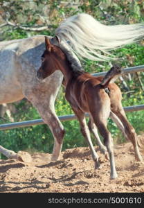 running arabian little foal with mom. back view. Israel