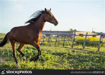 running bay horse at paddock. sunny evening. close up