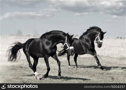 running beautiful black breed horses in spring field