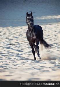Running beautiful black horse in the desert