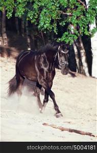 Running beautiful black stallion