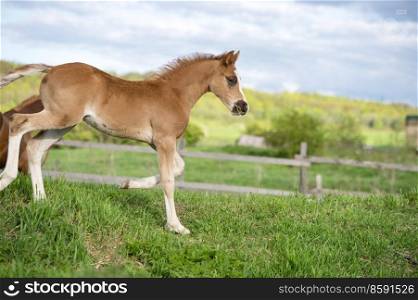 running  beautiful  sorrel foal of sportive breed in meadow at freedom. cloudy day