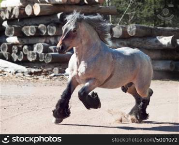 Running brabant stallion