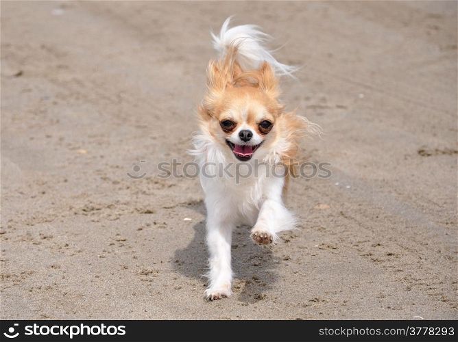 running brown and white chihuahua on the beach