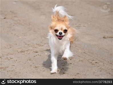 running brown and white chihuahua on the beach