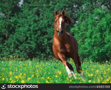 running chestnut horse in the meadow