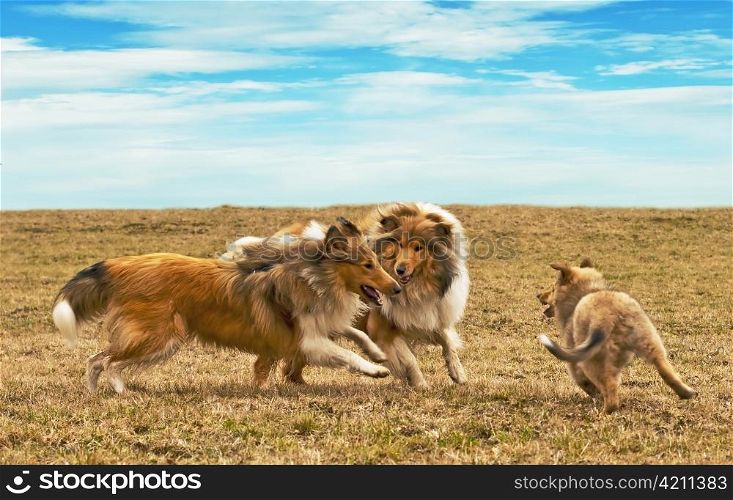 running collie dogs