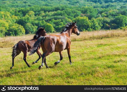 Running dark bay horses in a meadow with green grass